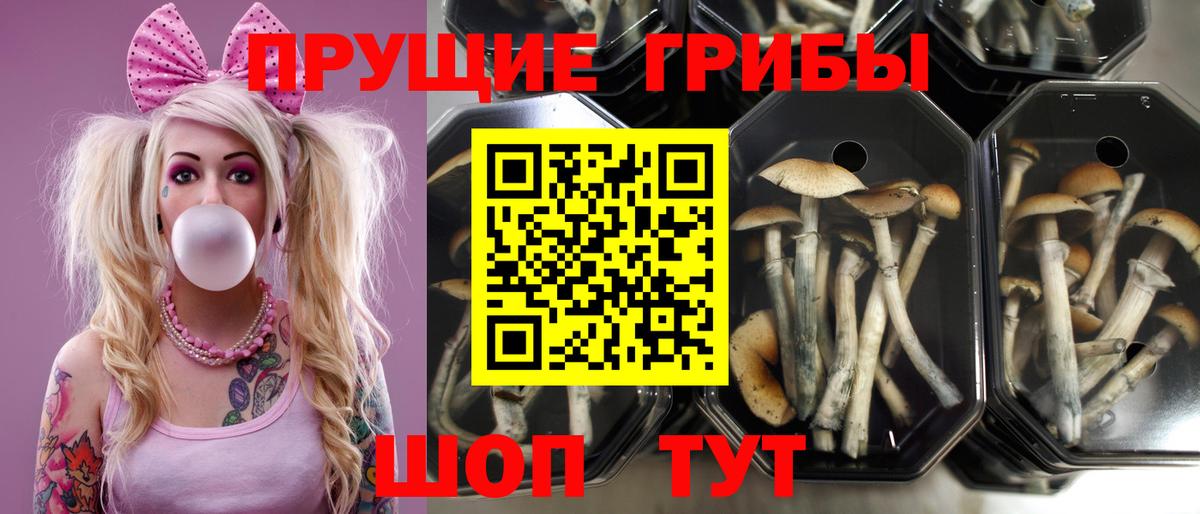 Галлюциногенные грибы Cubensis Иваново